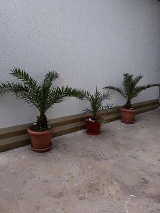 Апартаменты гостевой дом Стелла Гагра Апартаменты с 1 спальней-2